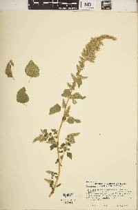 Amaranthus hybridus image