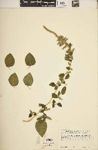 Amaranthus hybridus image