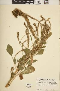 Amaranthus hybridus image