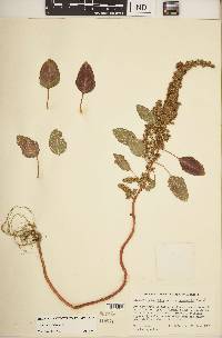 Amaranthus hybridus image