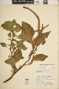 Amaranthus hybridus image