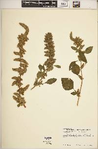 Amaranthus hybridus image