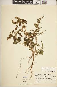 Amaranthus hybridus image