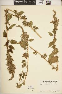 Amaranthus hybridus image