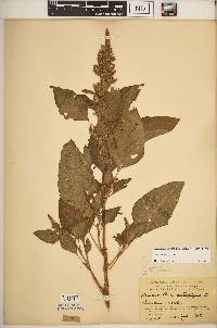 Amaranthus hybridus image