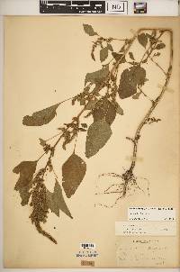 Amaranthus hybridus image