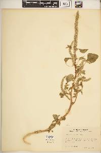 Amaranthus palmeri image