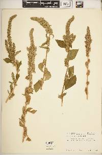 Amaranthus powellii image