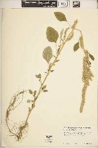 Amaranthus powellii image