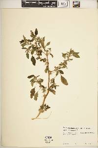 Amaranthus spinosus image