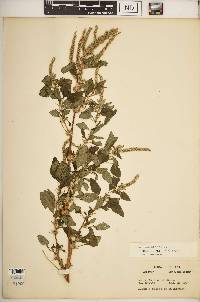 Amaranthus spinosus image