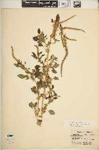 Amaranthus spinosus image