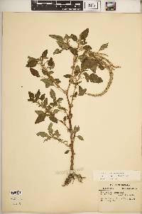 Amaranthus spinosus image