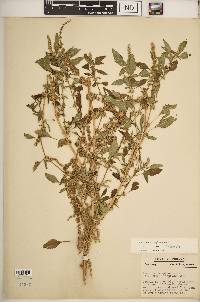 Amaranthus spinosus image