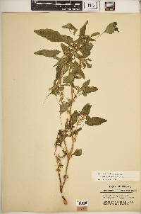 Amaranthus spinosus image