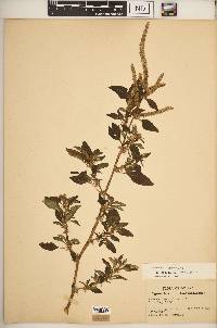 Amaranthus spinosus image