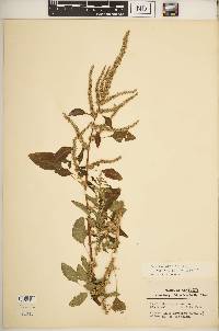 Amaranthus spinosus image