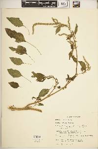 Amaranthus spinosus image