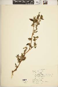 Amaranthus spinosus image