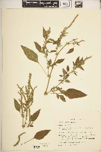 Amaranthus spinosus image