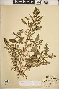 Amaranthus tuberculatus image