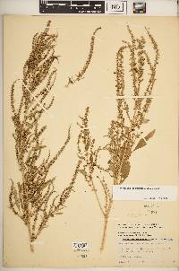 Amaranthus tuberculatus image