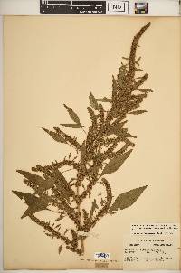 Amaranthus tuberculatus image