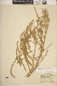 Amaranthus tuberculatus image