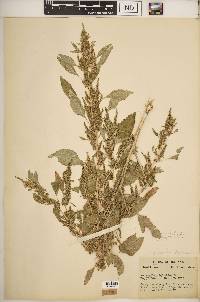 Amaranthus tuberculatus image