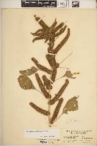 Amaranthus tuberculatus image