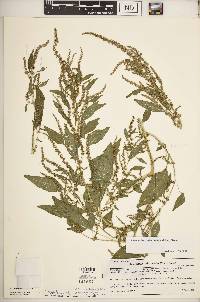 Amaranthus tuberculatus image