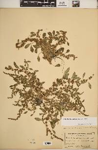 Amaranthus tuberculatus image