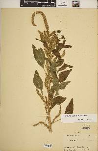 Amaranthus tuberculatus image