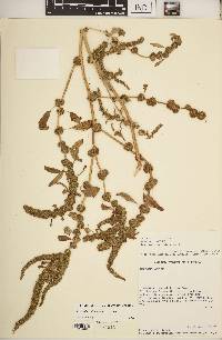 Amaranthus tuberculatus image