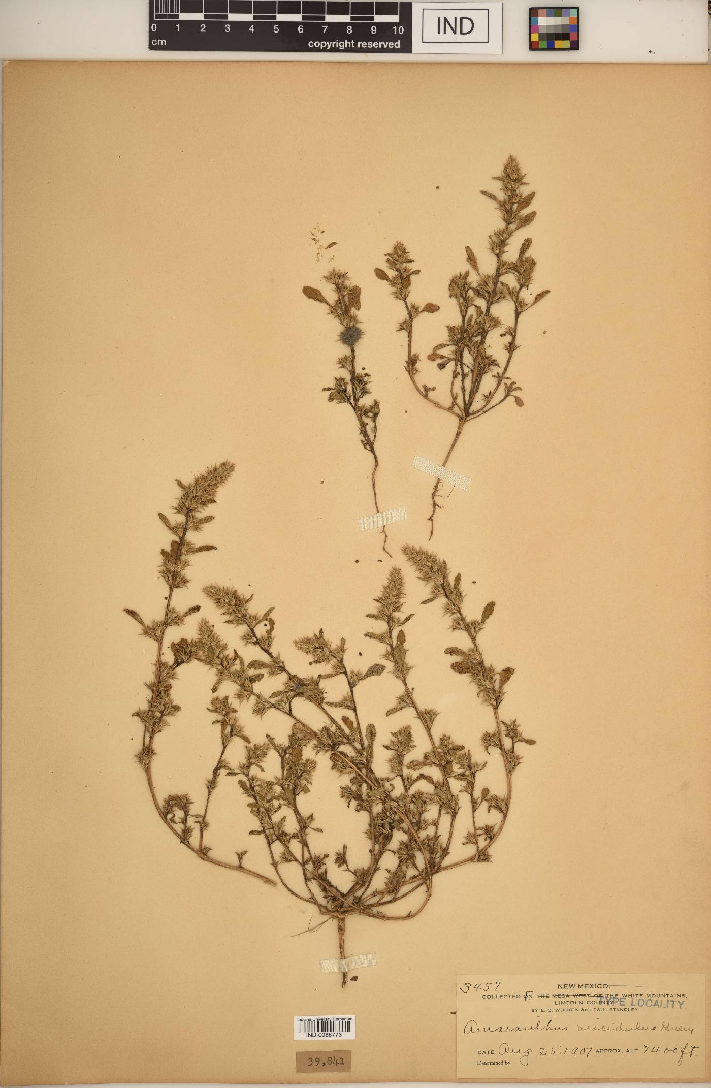 Amaranthus viscidulus image