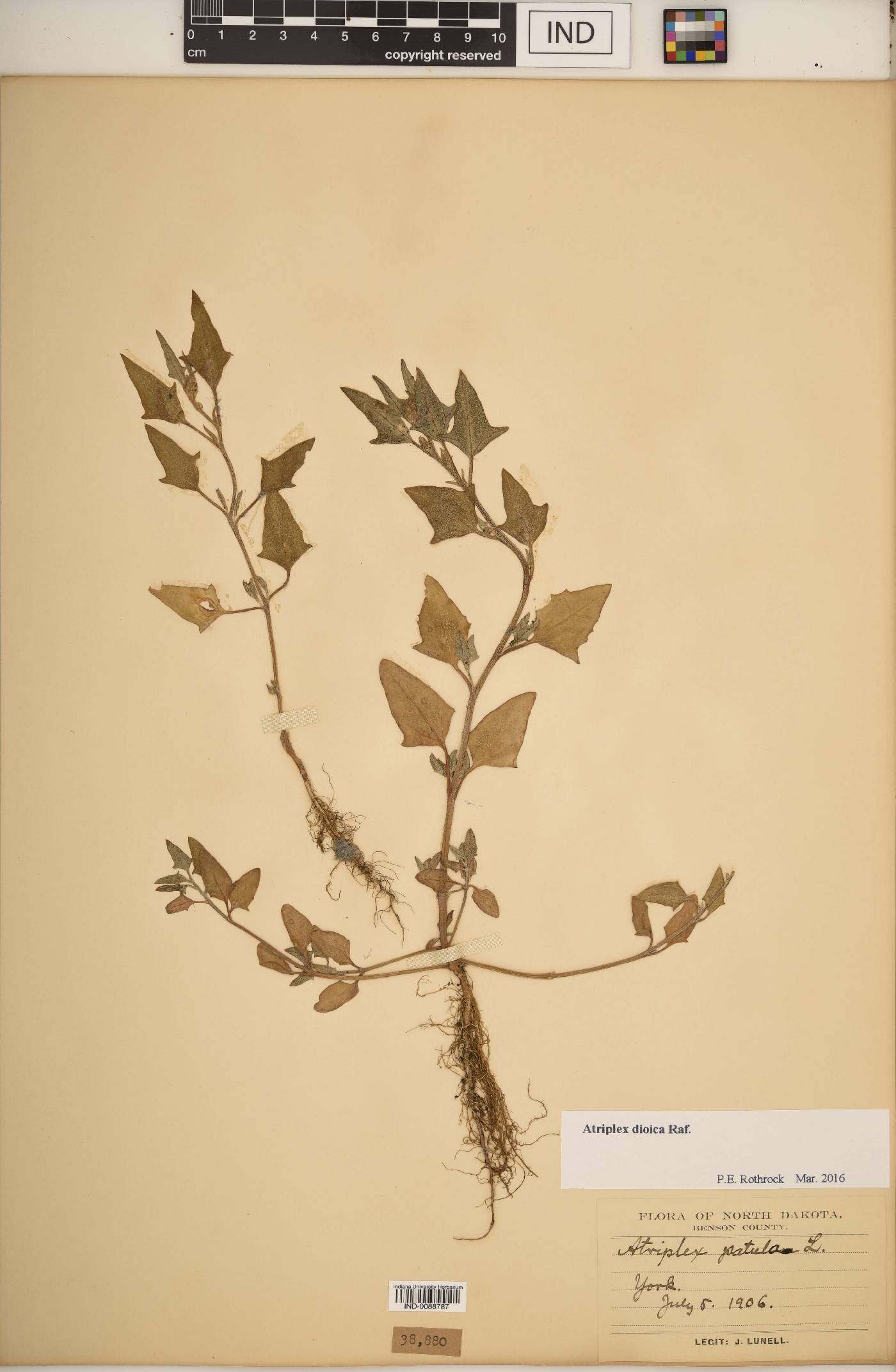 Atriplex dioica image