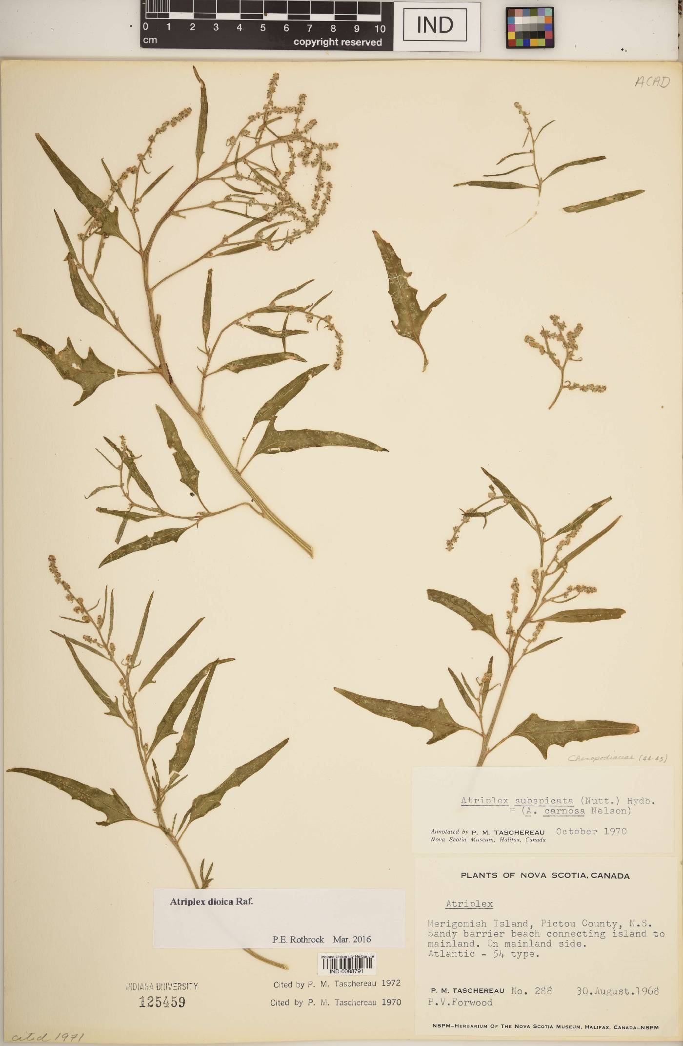 Atriplex dioica image