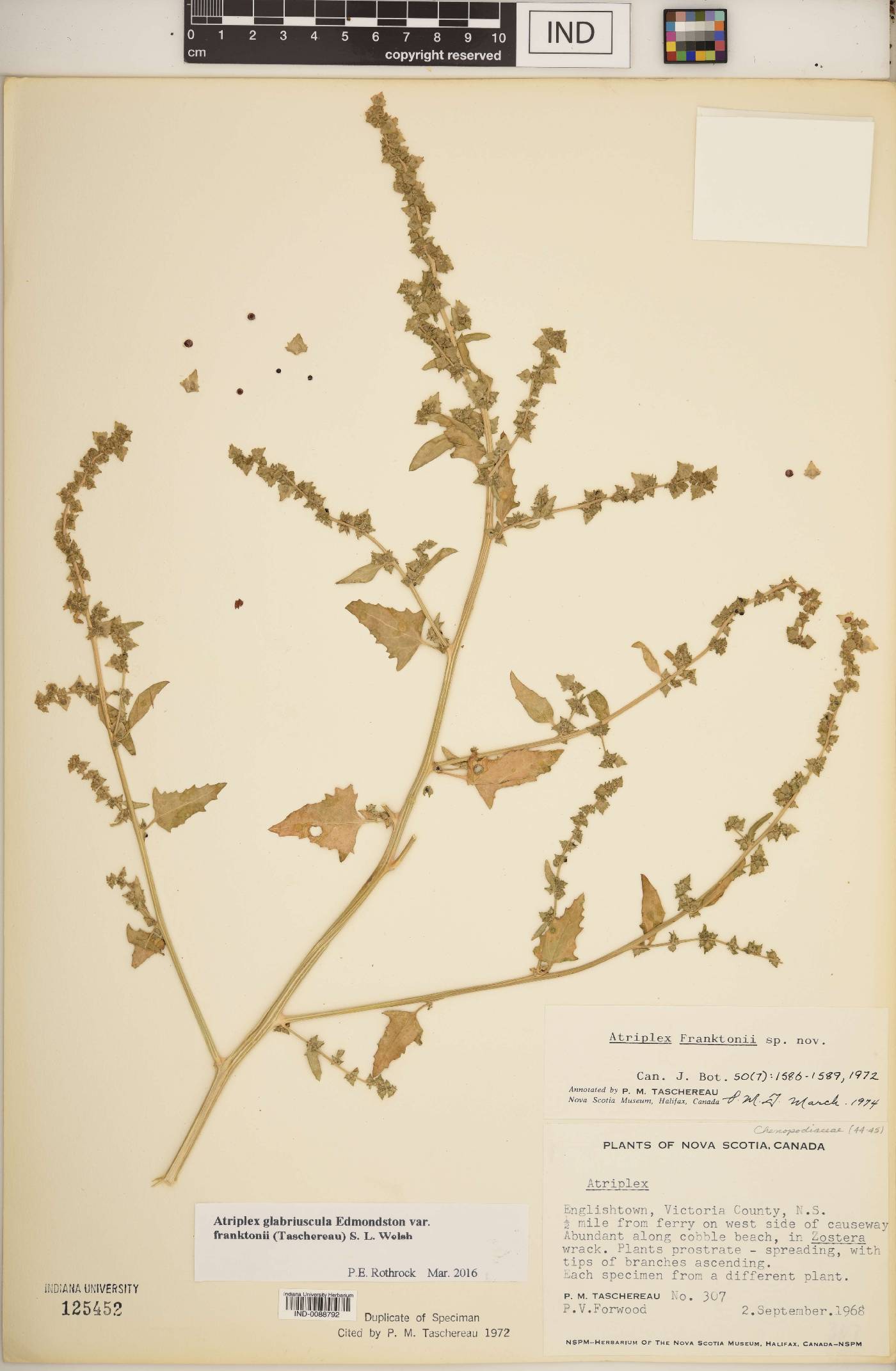 Atriplex glabriuscula var. franktonii image