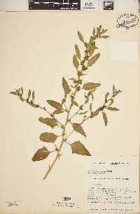 Atriplex glabriuscula image