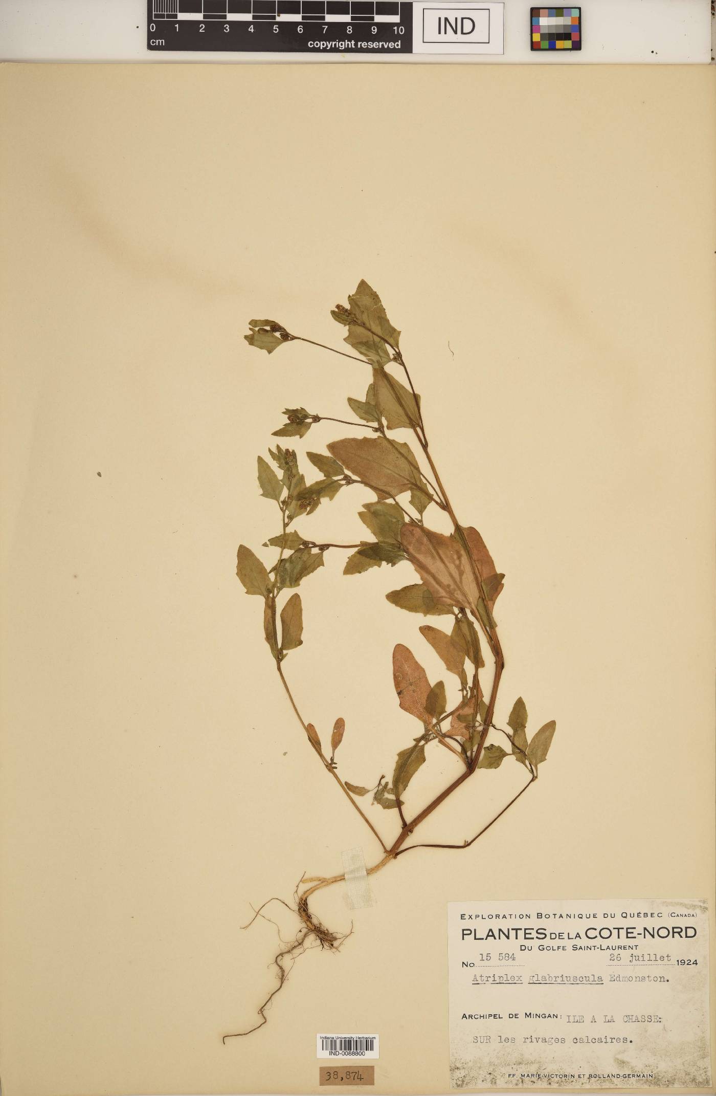 Atriplex glabriuscula image