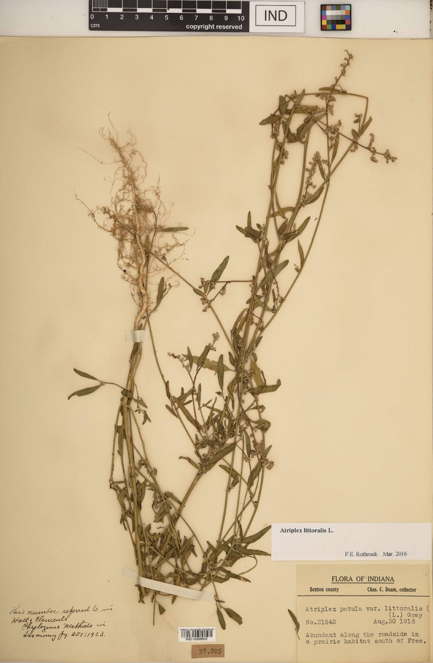 Atriplex littoralis image