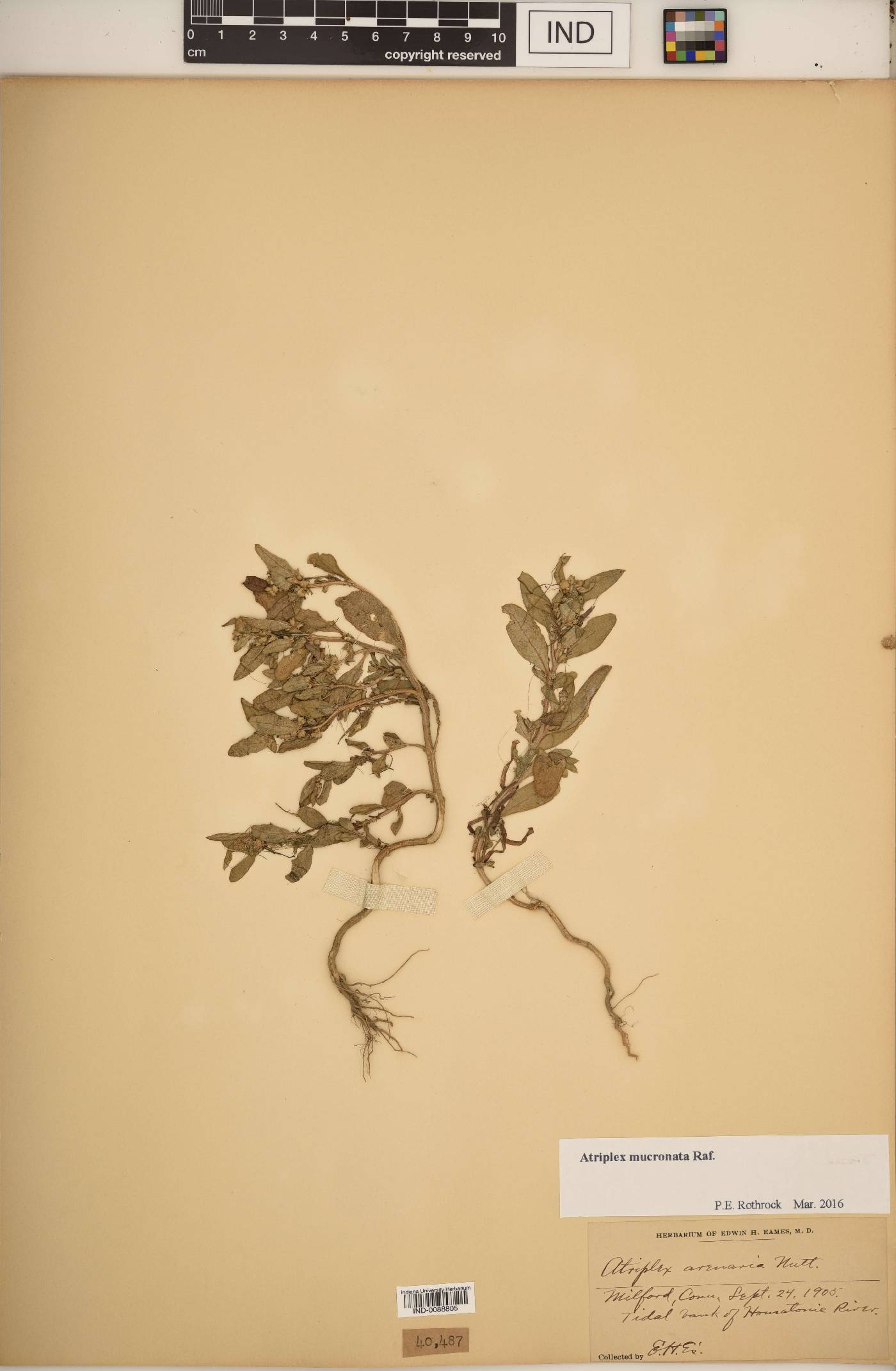 Atriplex mucronata image