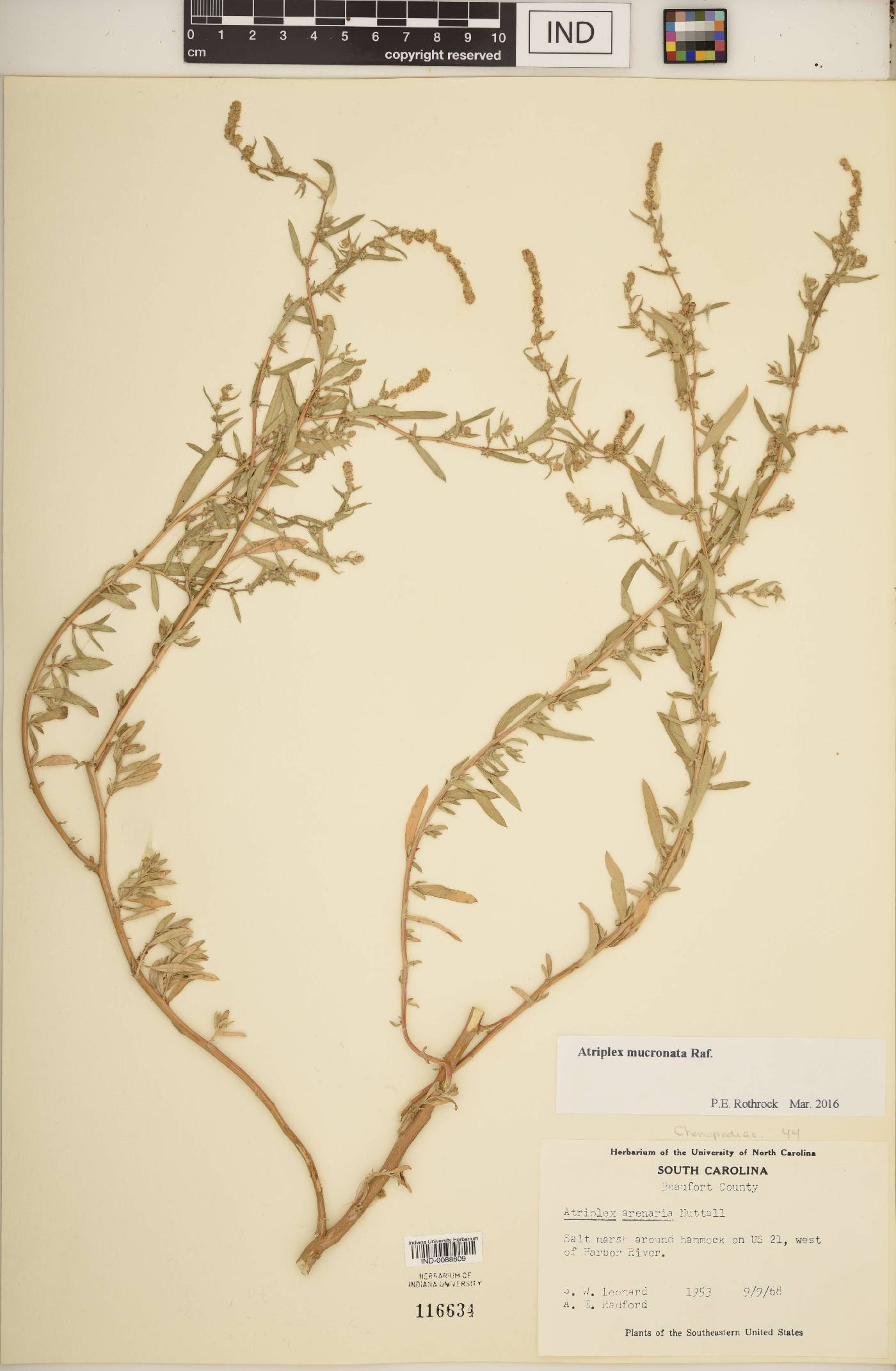 Atriplex mucronata image