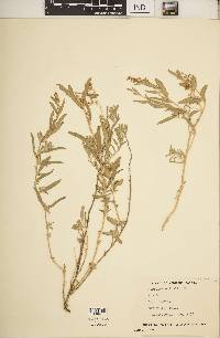 Atriplex tridentata image