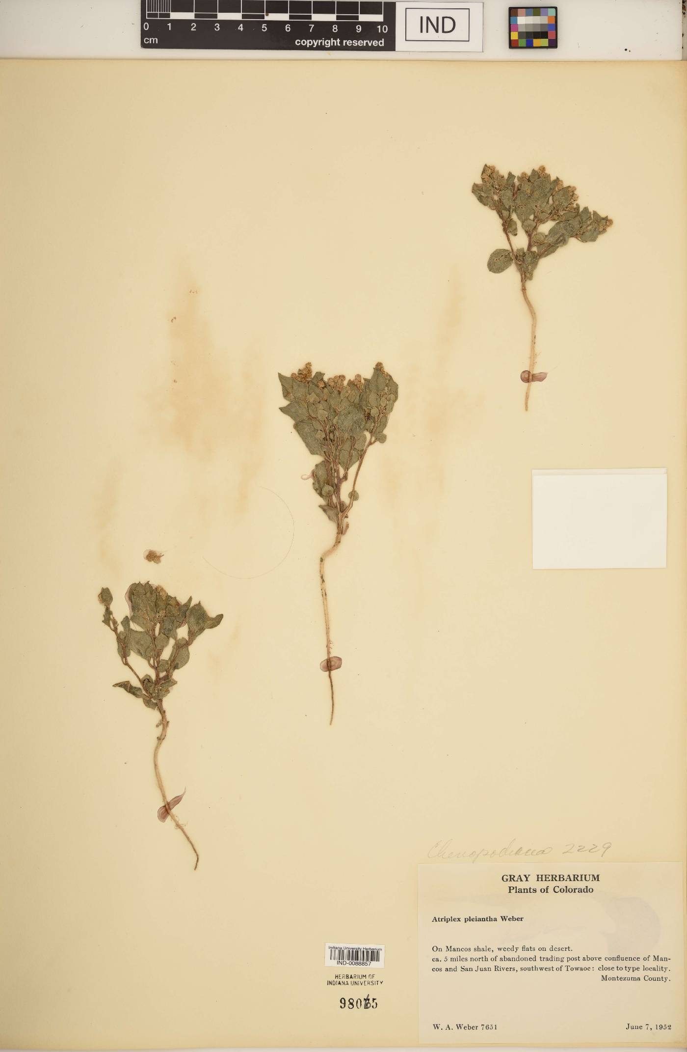 Atriplex pleiantha image
