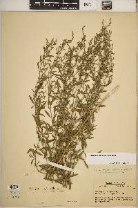 Chenopodium pratericola image