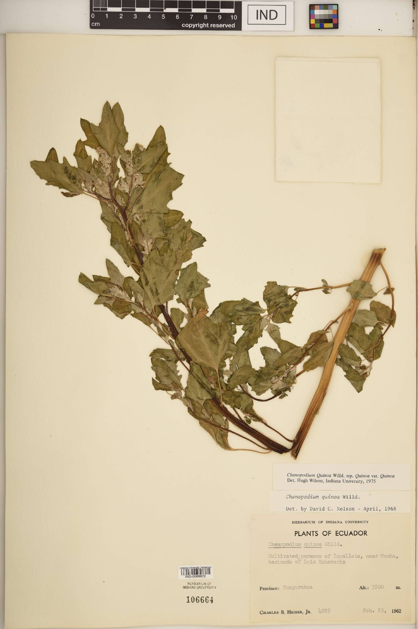 Chenopodium quinoa image