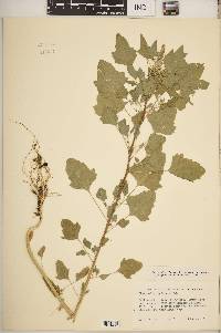 Chenopodium quinoa image
