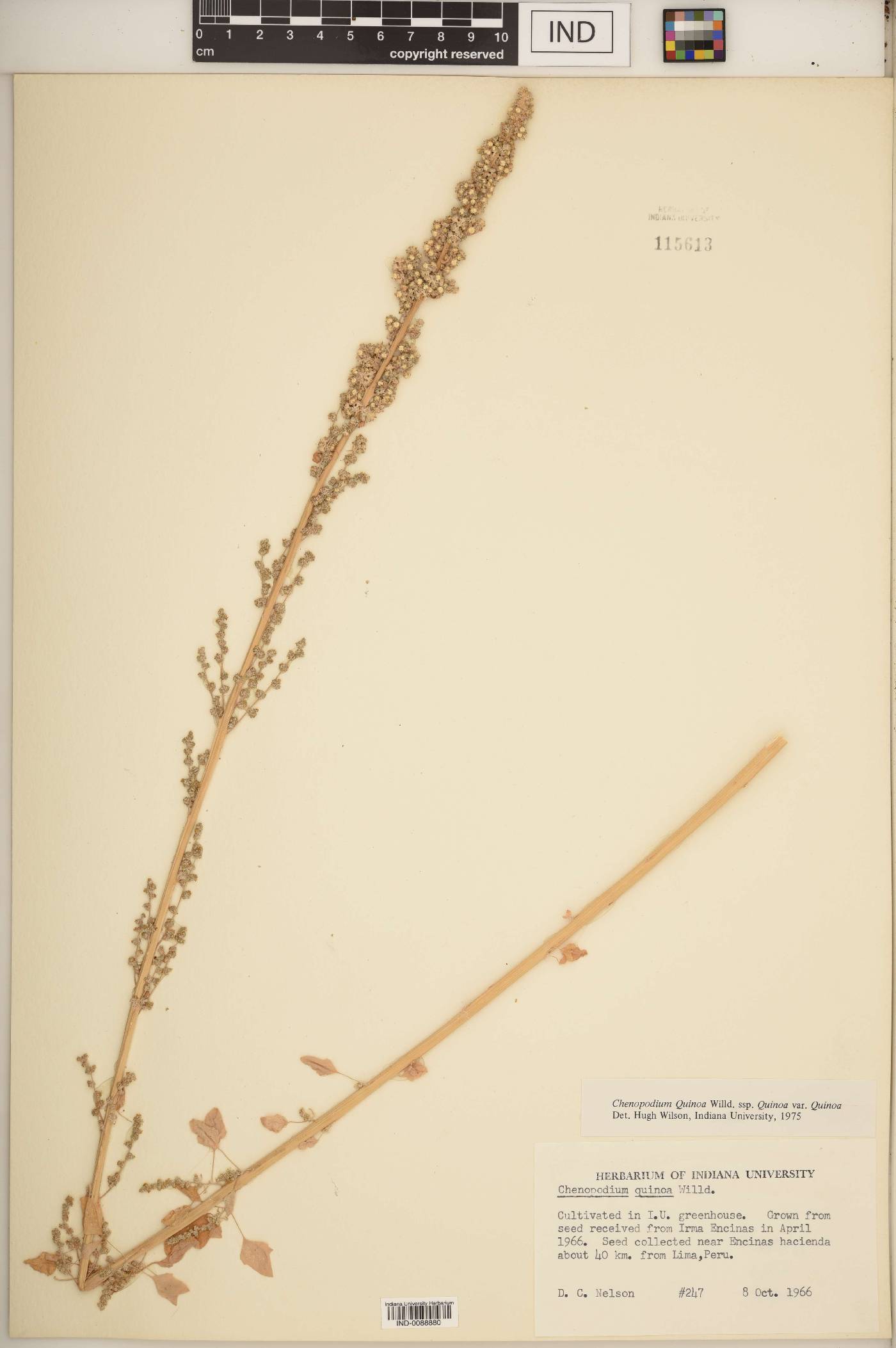 Chenopodium quinoa subsp. quinoa image