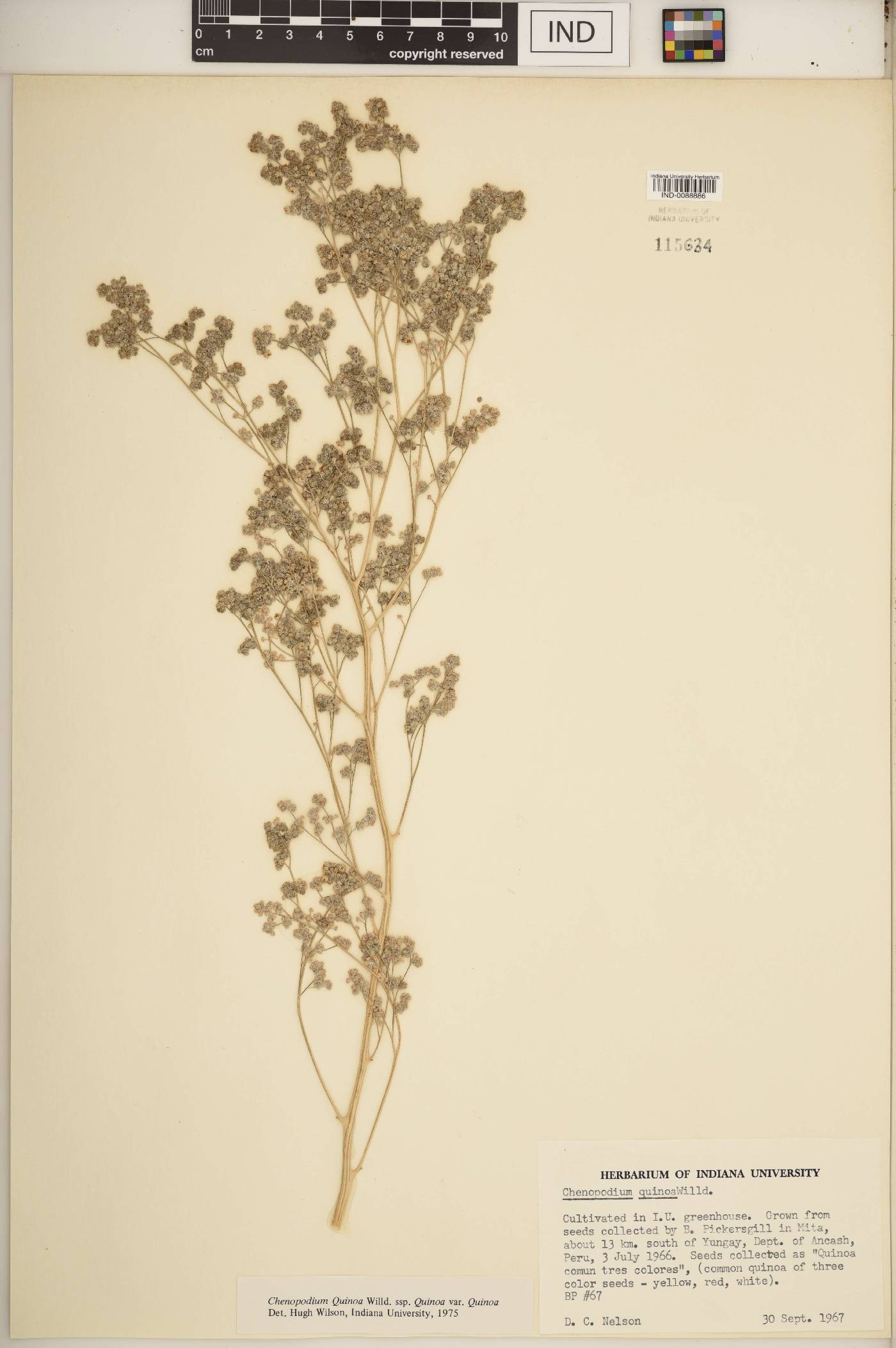 Chenopodium quinoa image